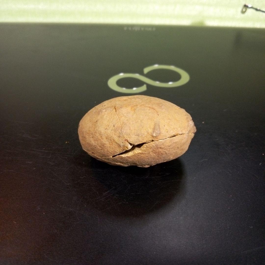 三葉虫　化石　fossil　ボリビア産　trilobite　ノジュール管理⑥