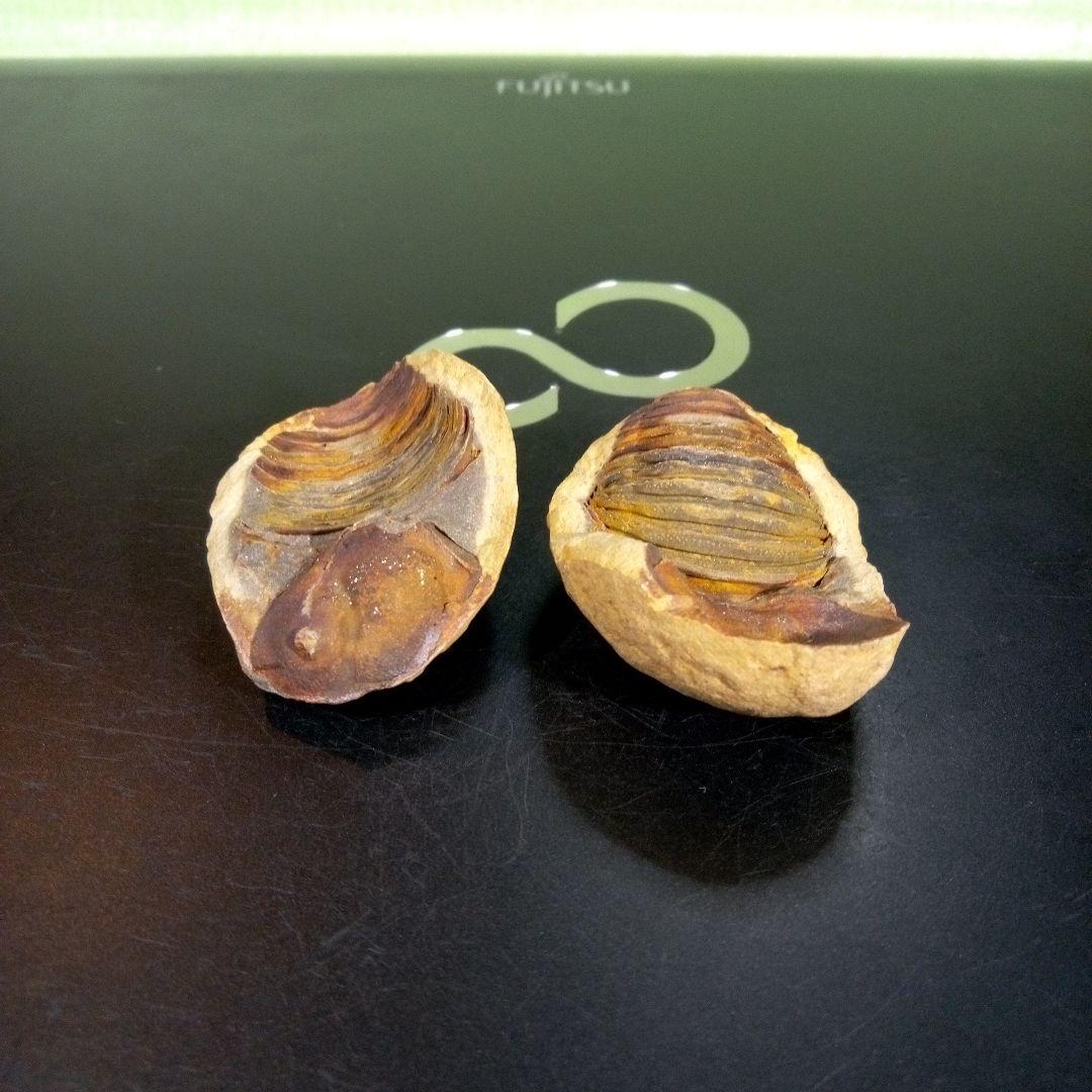 三葉虫　化石　fossil　ボリビア産　trilobite　ノジュール管理⑥