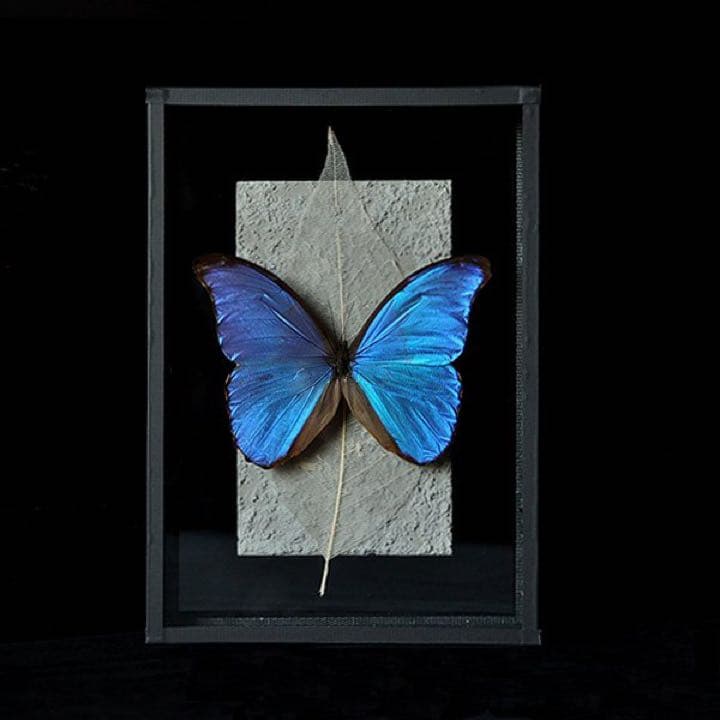 モルフォ蝶 標本 アンティーク sibora