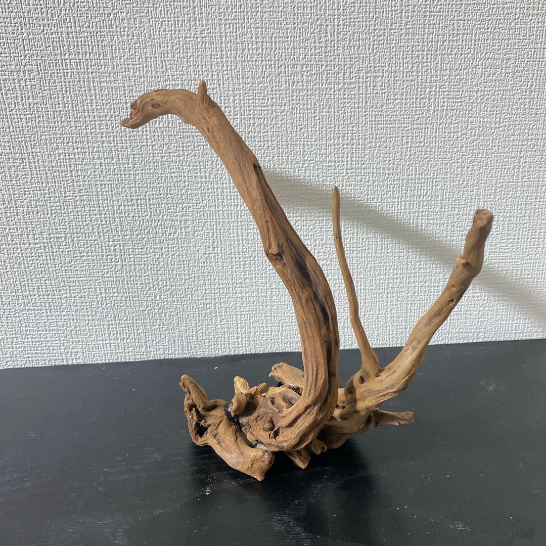 マングローブレイアウト2点付き水槽セット