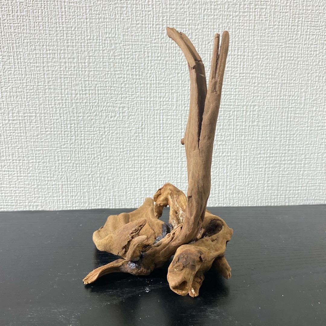 マングローブレイアウト2点付き水槽セット