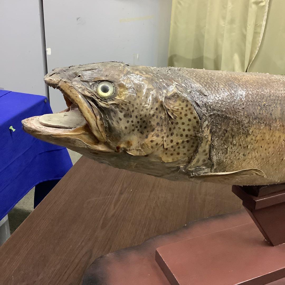 イトウ　剥製　　　魚類 標本 木製スタンド・ショーケース付き