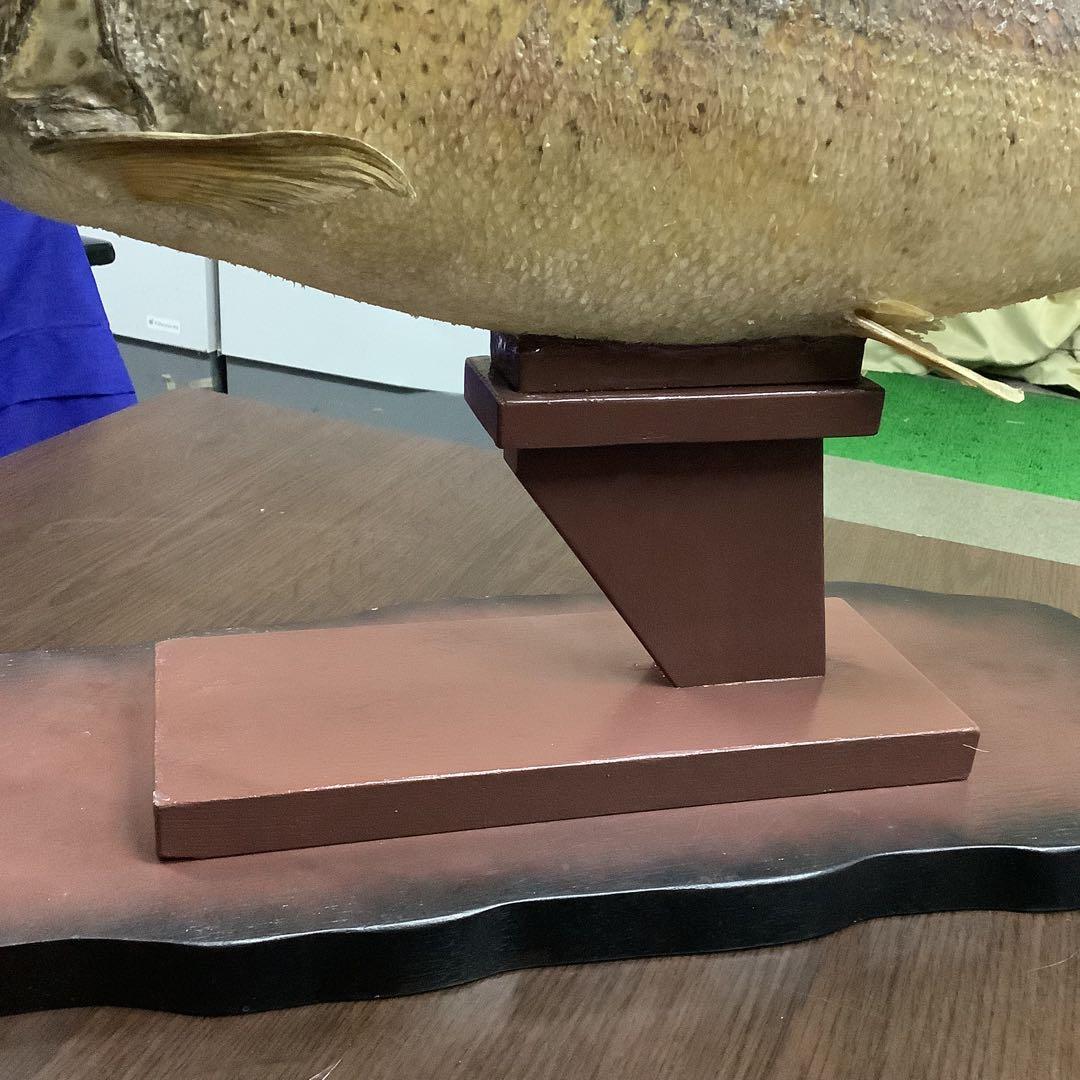 イトウ　剥製　　　魚類 標本 木製スタンド・ショーケース付き