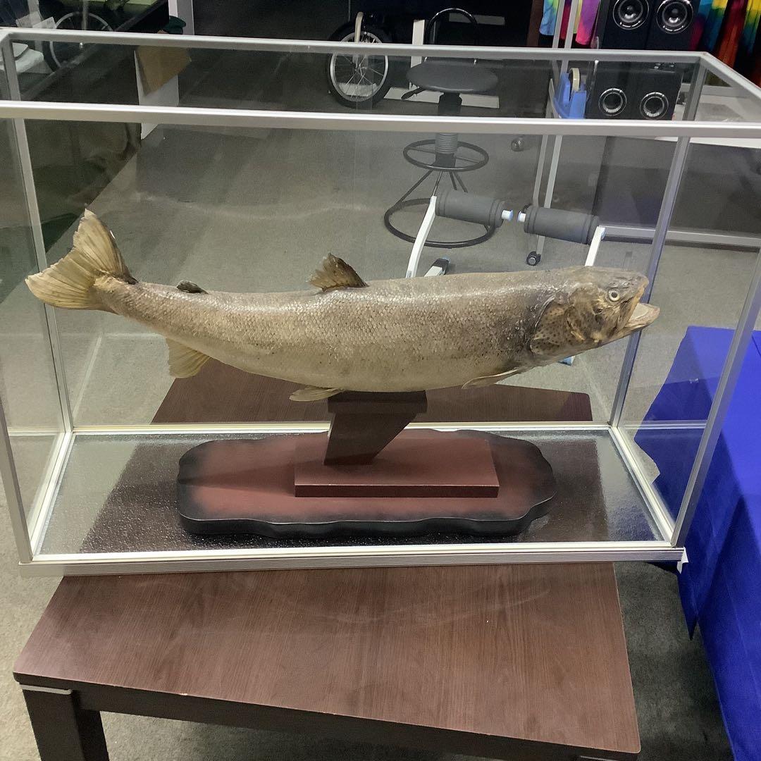 イトウ　剥製　　　魚類 標本 木製スタンド・ショーケース付き