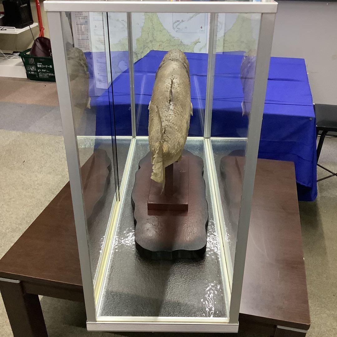 イトウ　剥製　　　魚類 標本 木製スタンド・ショーケース付き