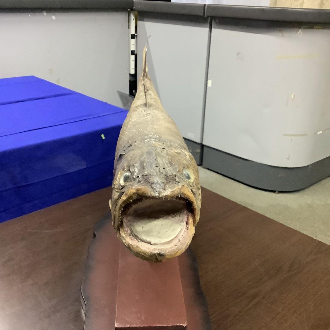 イトウ　剥製　　　魚類 標本 木製スタンド・ショーケース付き