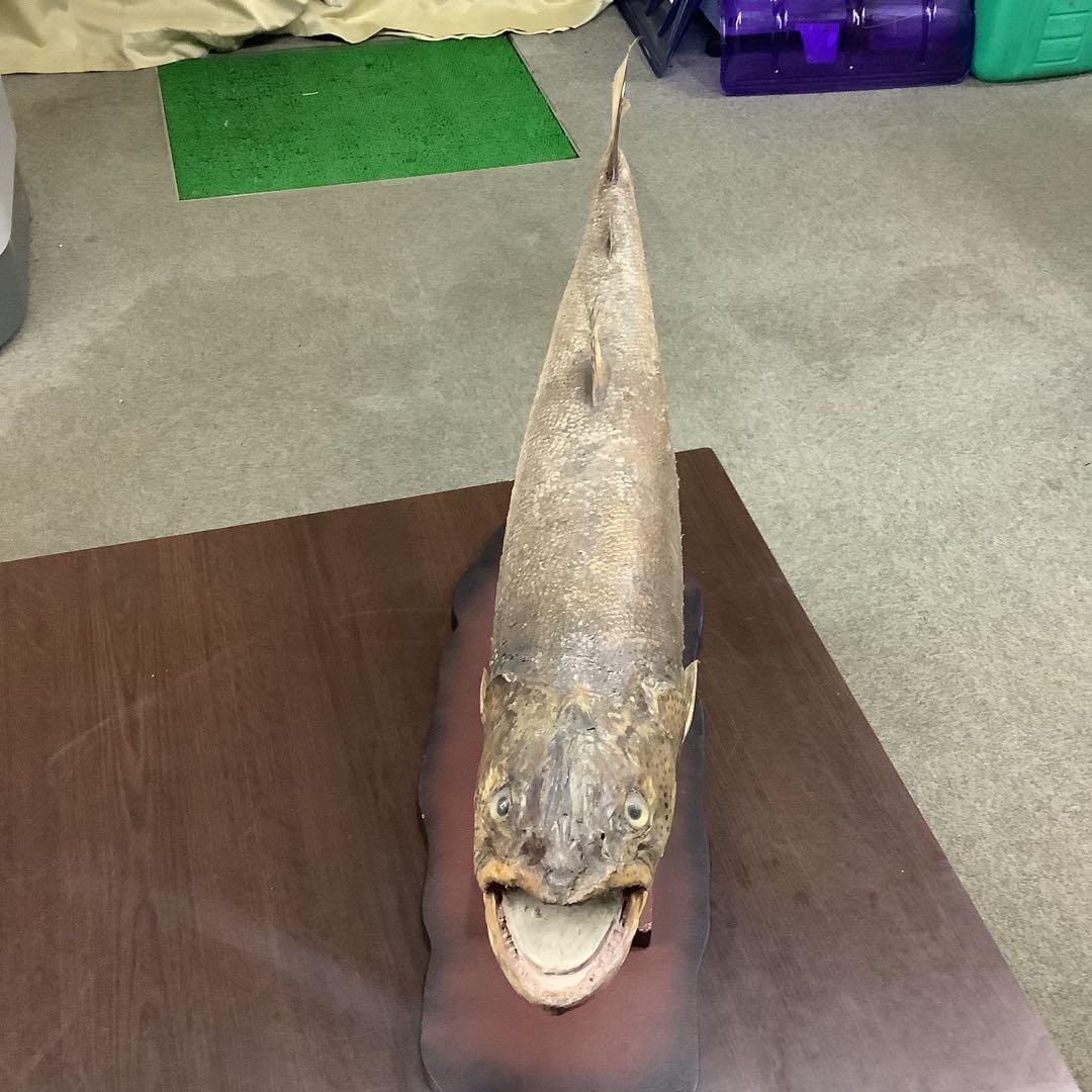 イトウ　剥製　　　魚類 標本 木製スタンド・ショーケース付き