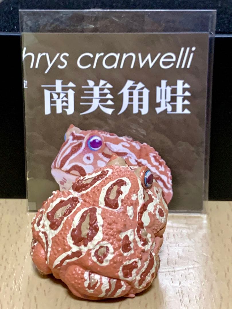 動物の惑星　クランウェルツノガエル　南美角蛙　Cranwelli