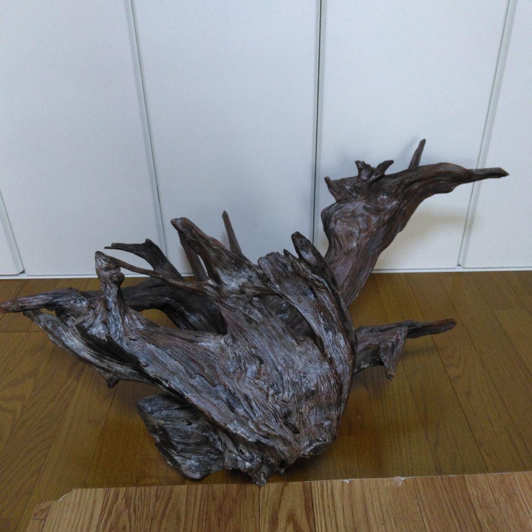 1379 木の根 切株 竜 龍 Dragon