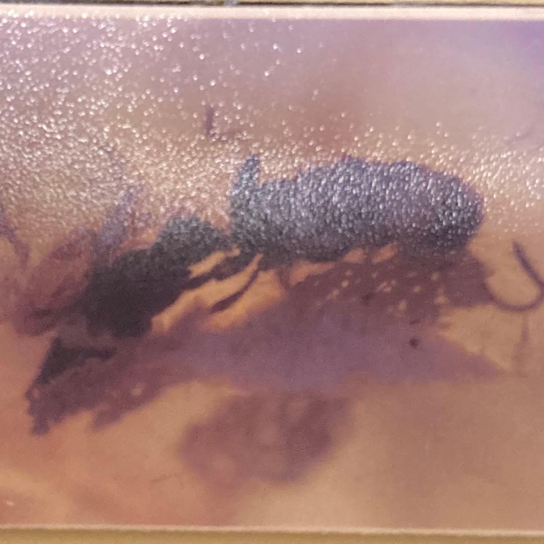 虫入り琥珀 ドミニカ産