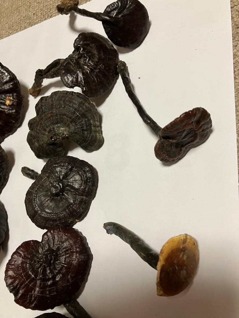 国産　貴重希少キノコ　天然霊芝(マンネンタケ) 19本　青森産