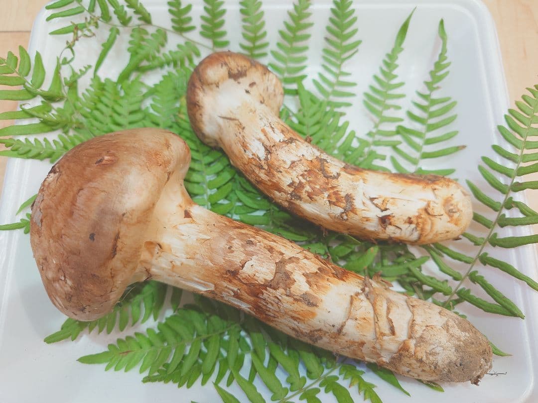 岩手県岩泉産　松茸（天然物）212g②