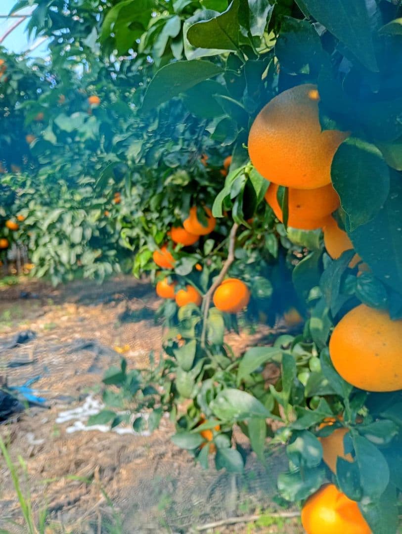 121愛果 まどんな 家庭用 10kg