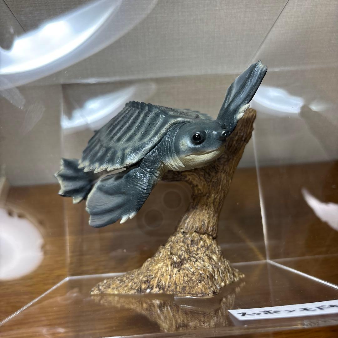 スッポンモドキ フィギュア ネイチャーテクニカラー