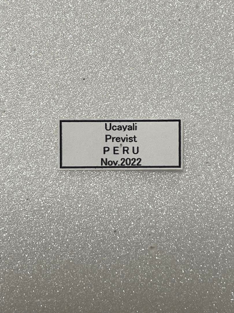 モルフォ・ディディウス（オス、ペルー産）