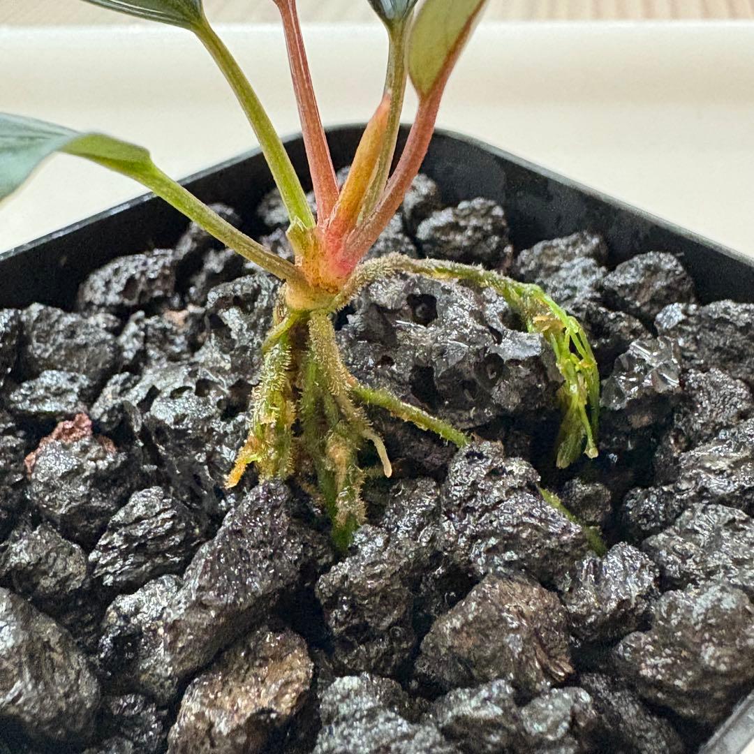 ①Bucephalandra Motleyana Padawan 水上葉