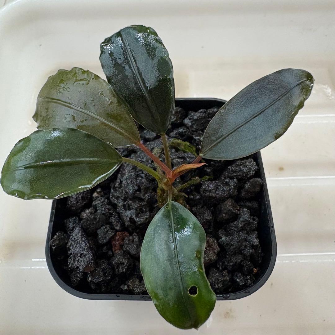 ①Bucephalandra Motleyana Padawan 水上葉