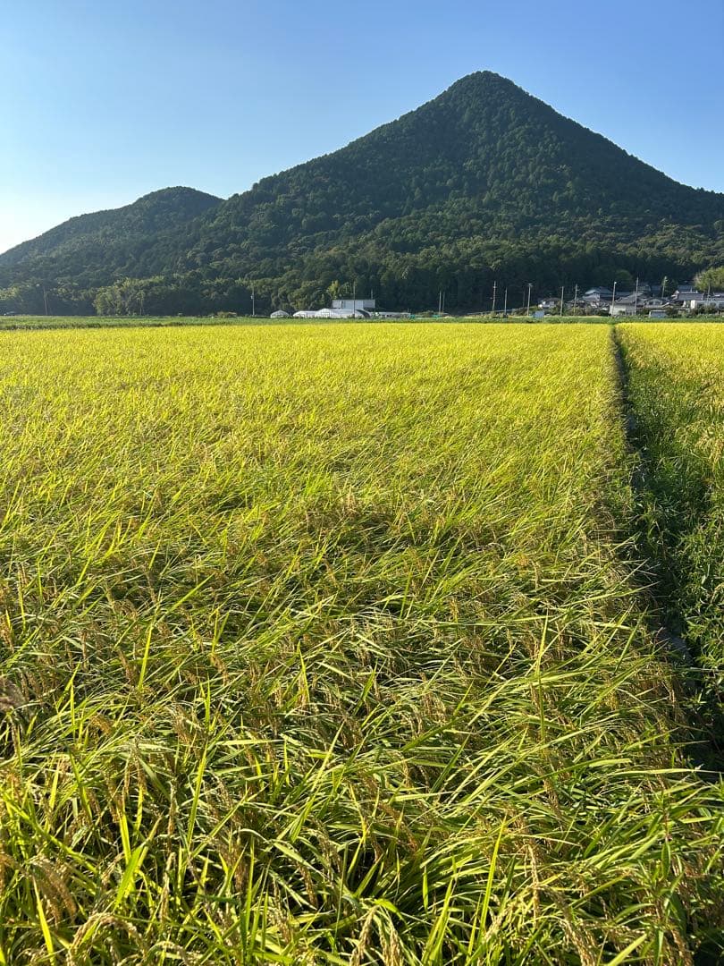 令和７年滋賀県 ヒノヒカリ　２０ｋｇ　白米　発送限定