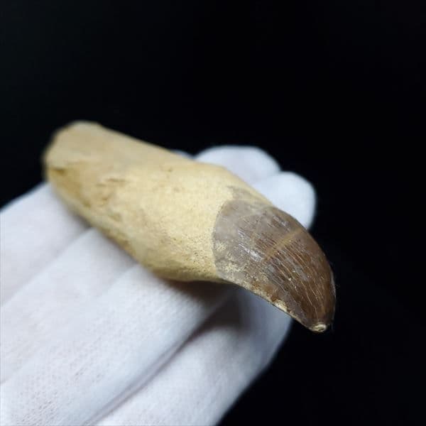 美品 歯根付き モササウルス 化石 歯 本物 80.38mm mos6