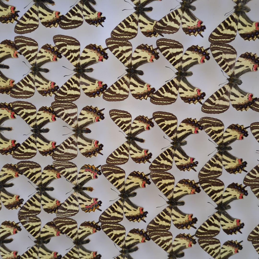 ヒメギフチヨウ90頭