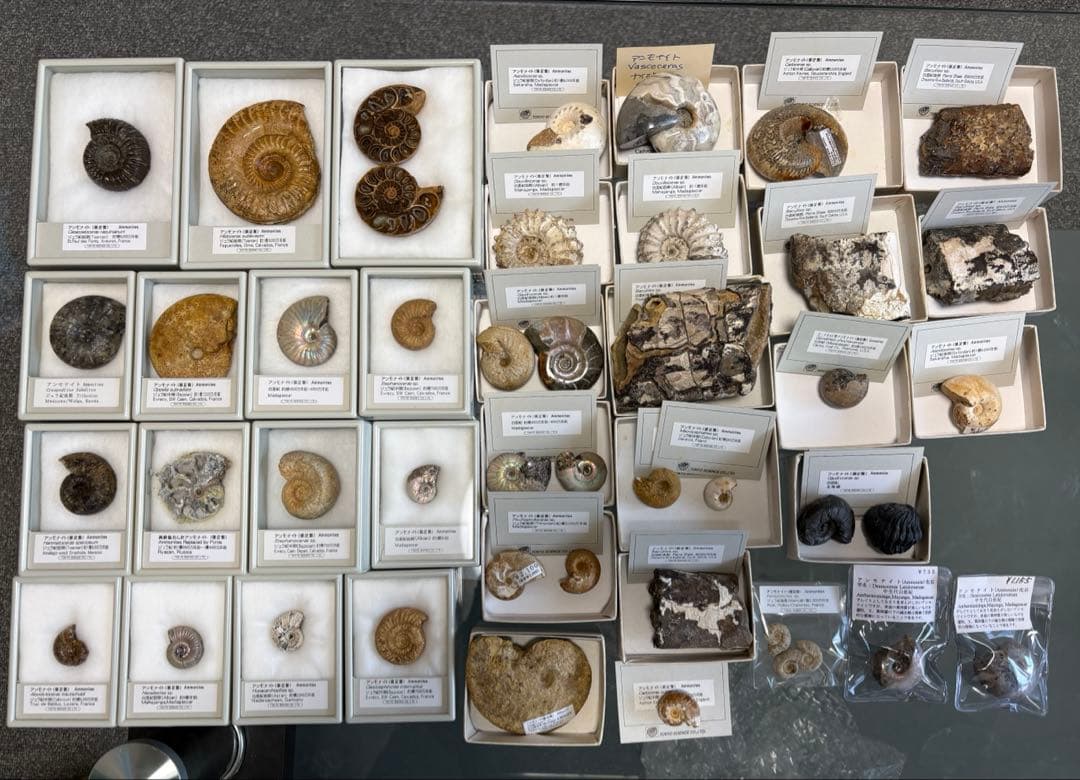 アンモナイト化石 約45個 セット