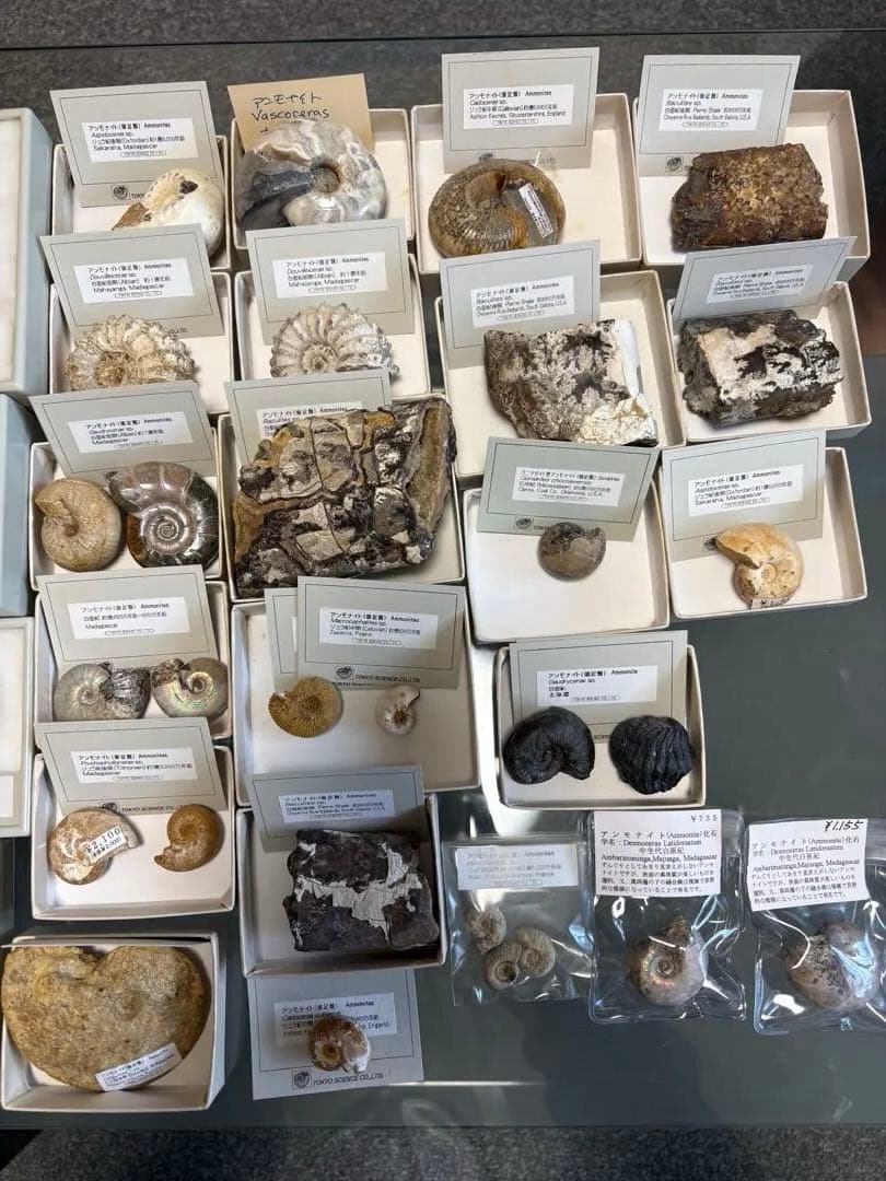 アンモナイト化石 約45個 セット