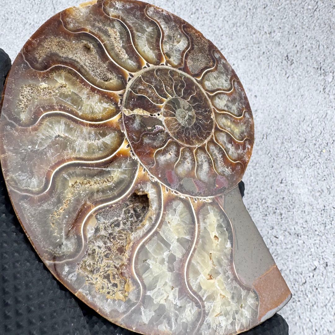 G-138天然アンモナイト 化石 左右対称ペアスライス 台座付き 鑑賞標本