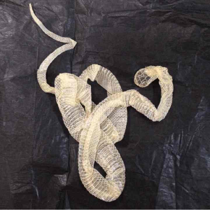 白蛇抜け殻一体売り！！