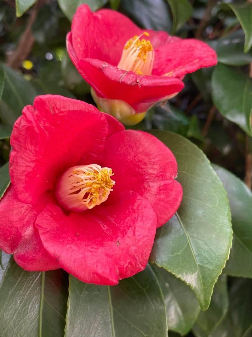 超ラッキーセール18kg送料無料！¥9999円お姫さまマーク手延そうめん