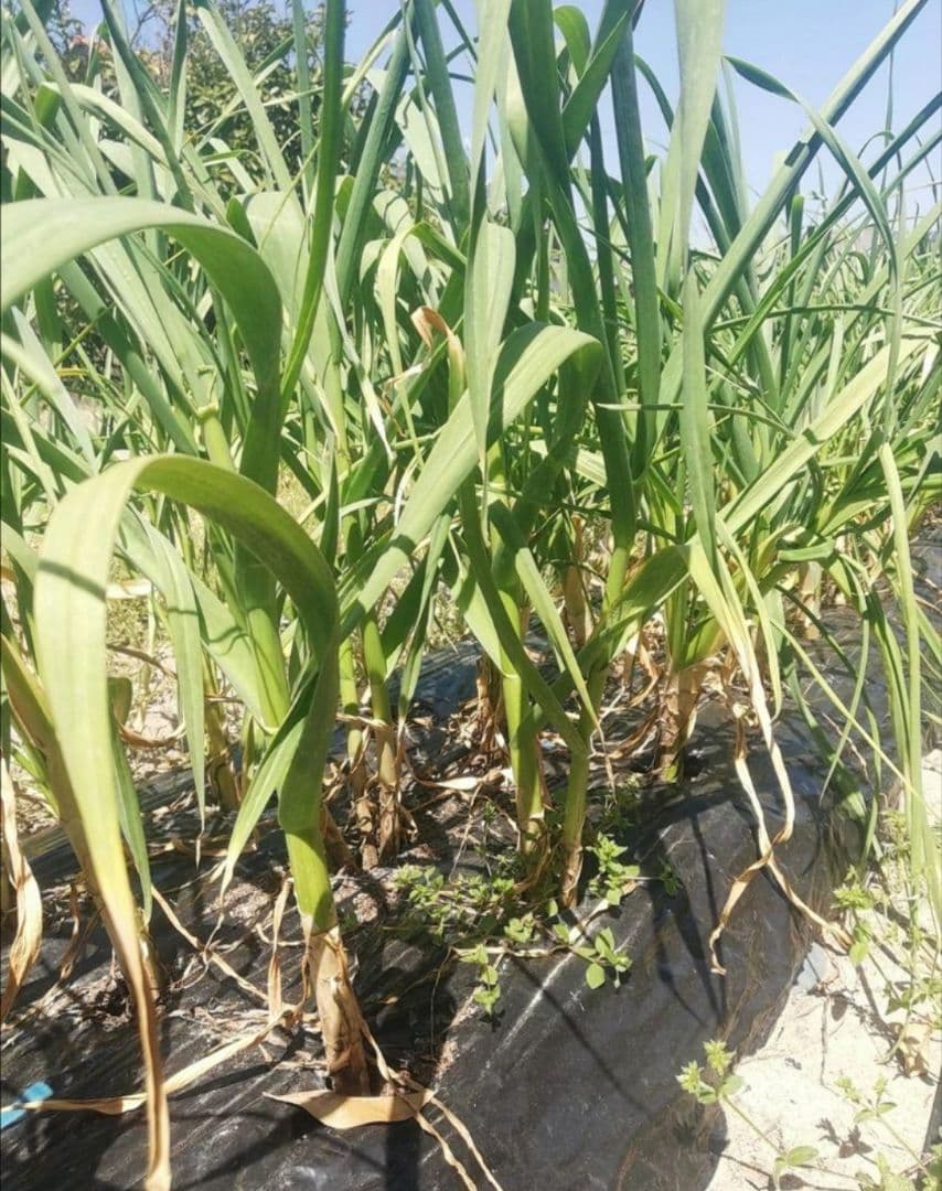 M*U様 【送料無料】 2025年産 無農薬 バラニンニク 10kg ニンニク