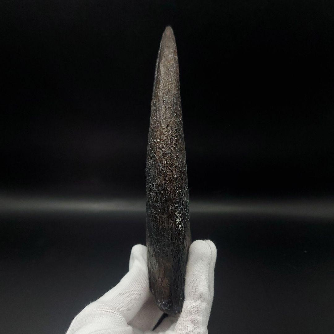 スピノサウルス 爪 レプリカ 184.08mm spr5