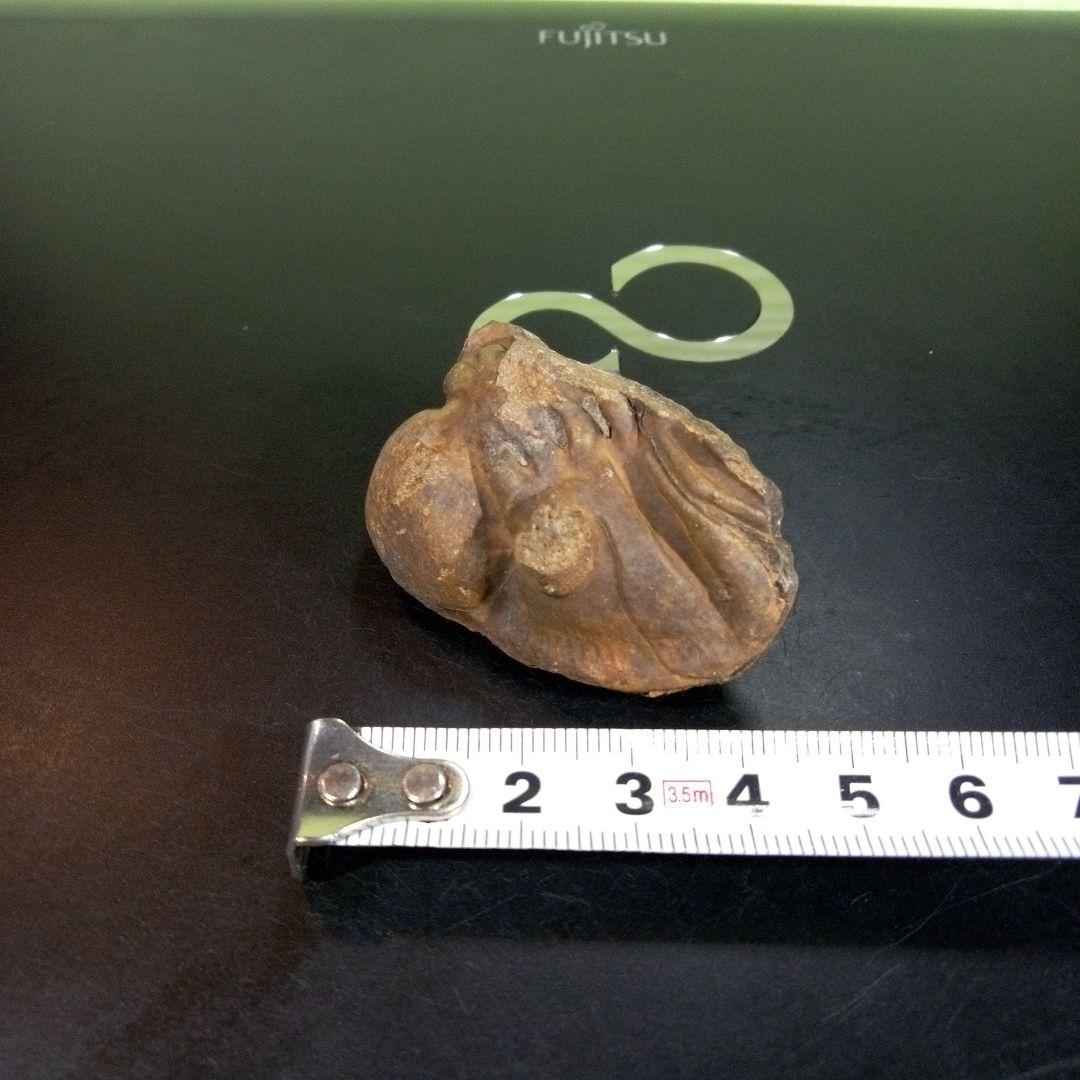 三葉虫　化石　fossil　ボリビア　trilobite　海生動物　三葉虫識別③