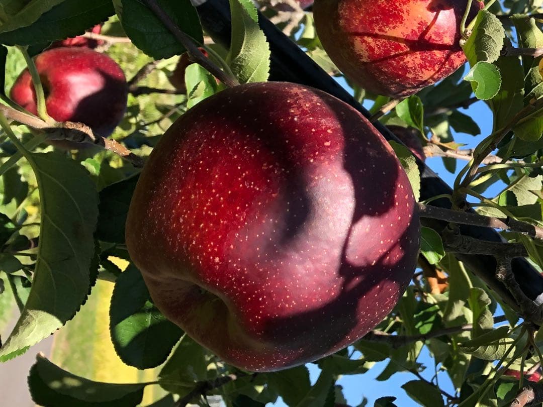 りんごページ　秋映　贈答用　農家直送