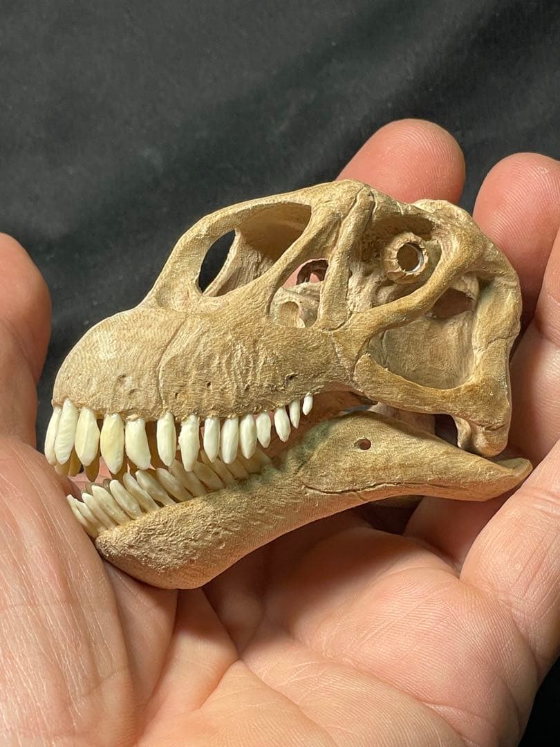 木彫　恐竜　カマラサウルス　頭骨模型　1／10スケール