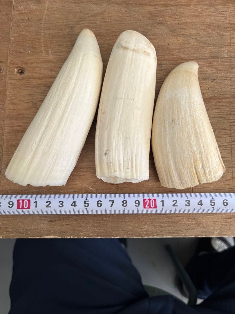 マッコウクジラの歯　根付け　印材