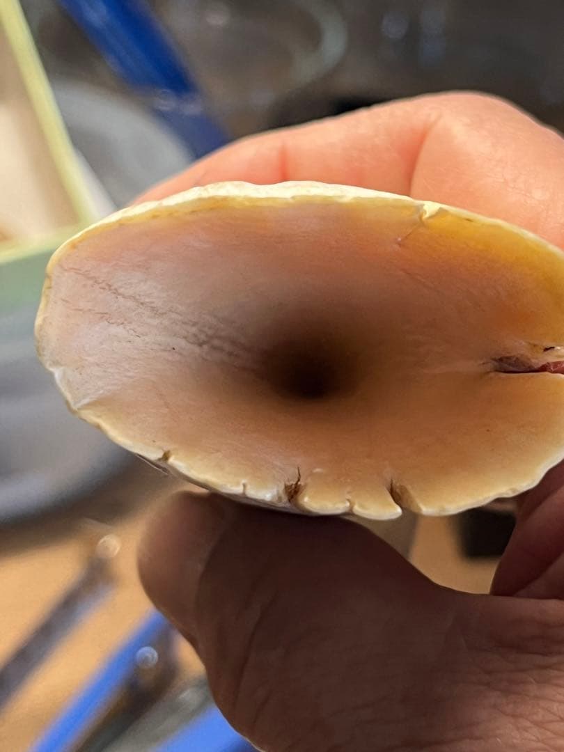 マッコウクジラの歯　根付け　印材