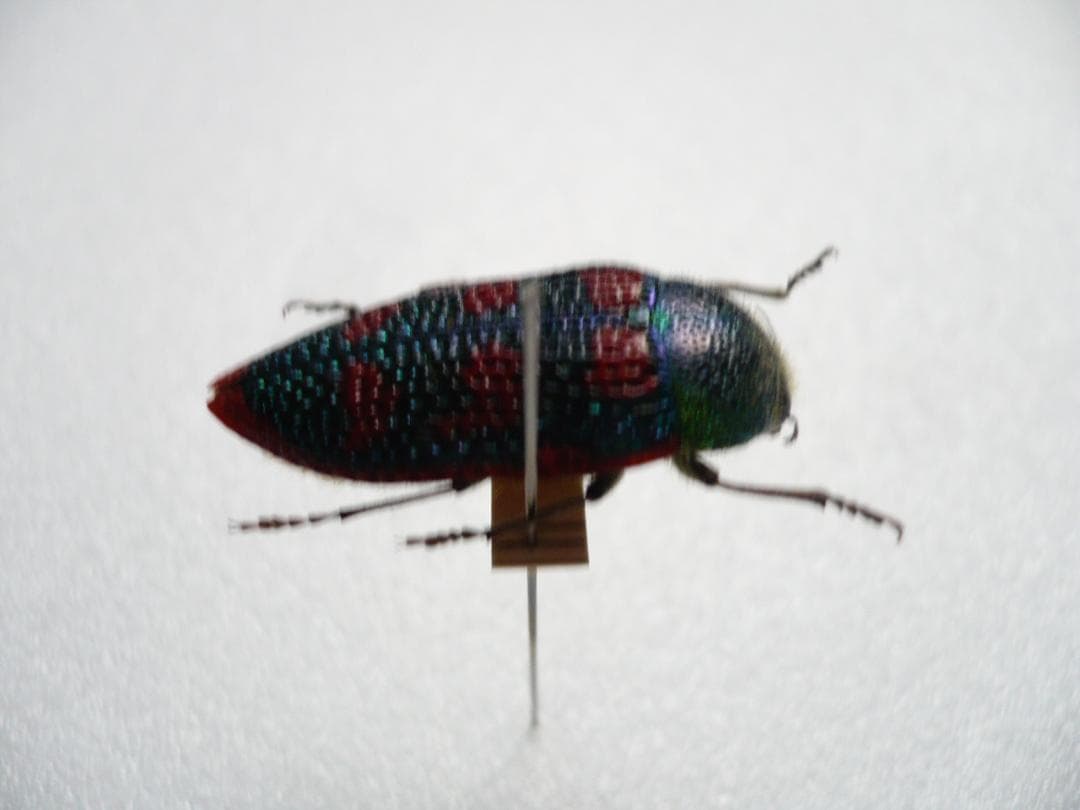 オーストラリアのタマムシ Stigmodera roei