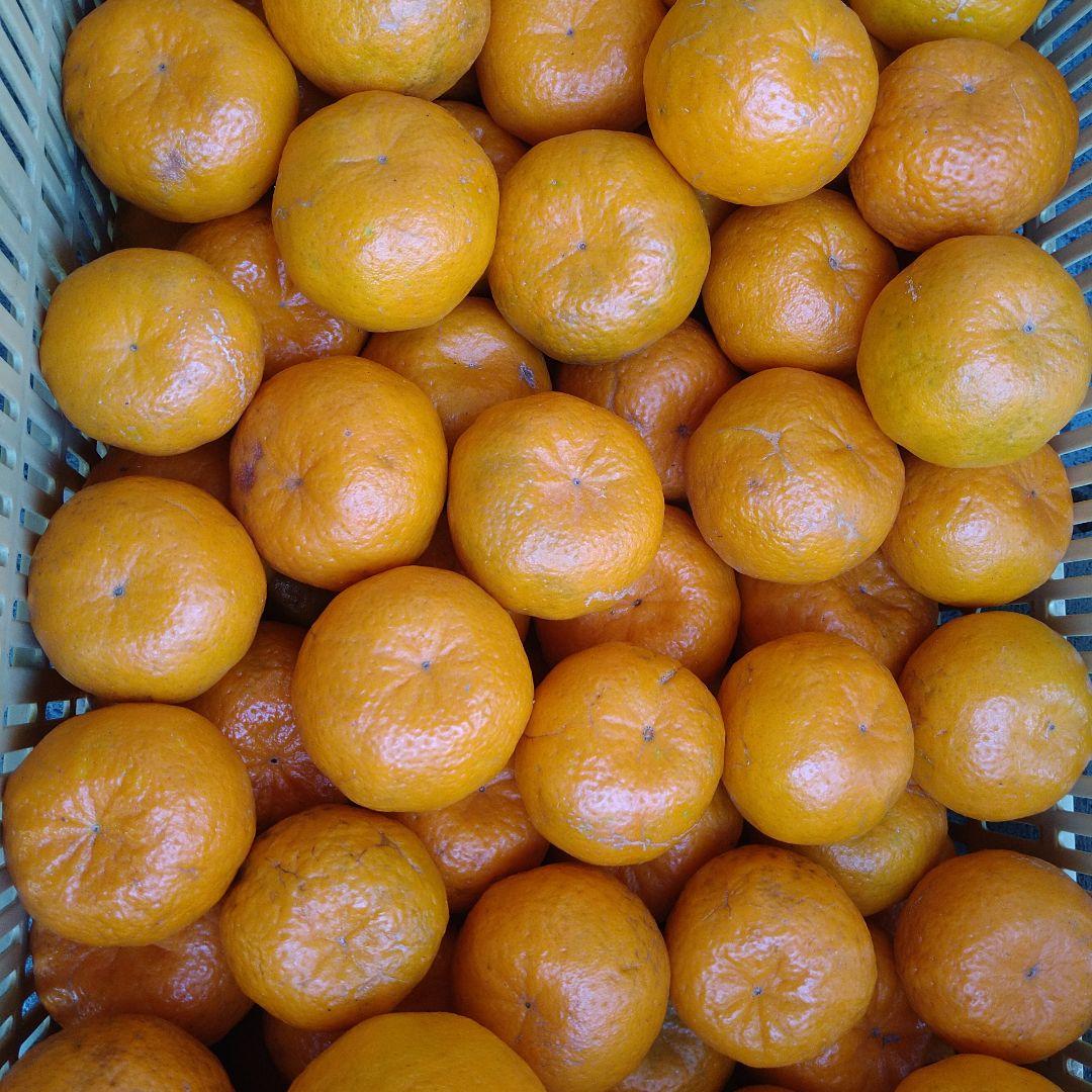 訳アリ　実のみ　完全無農薬　ポンカン　箱込み10kg未満　ゴロゴロ入り