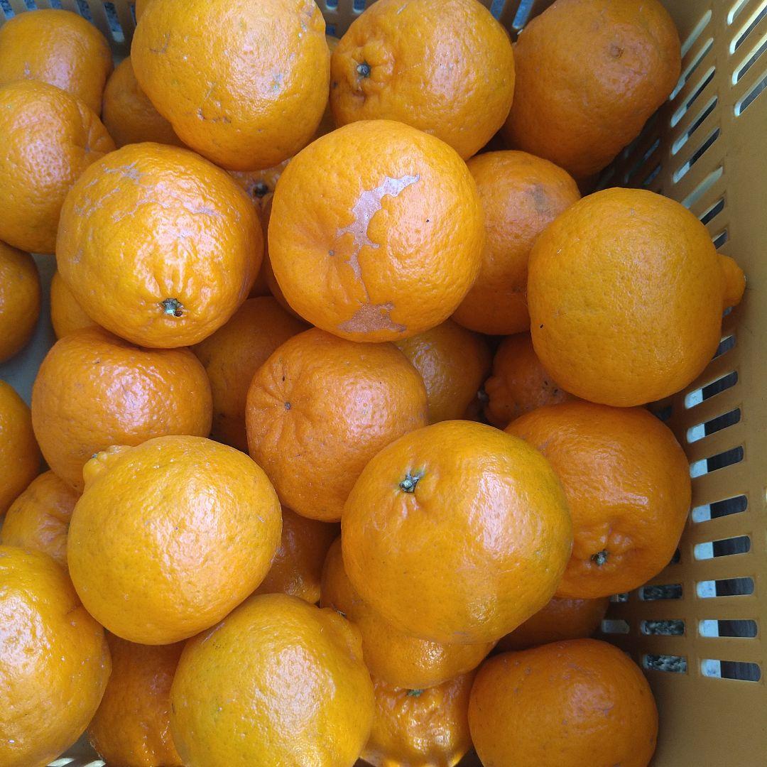 訳アリ　実のみ　完全無農薬　ポンカン　箱込み10kg未満　ゴロゴロ入り