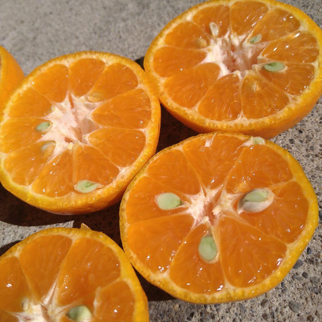 訳アリ　実のみ　完全無農薬　ポンカン　箱込み10kg未満　ゴロゴロ入り