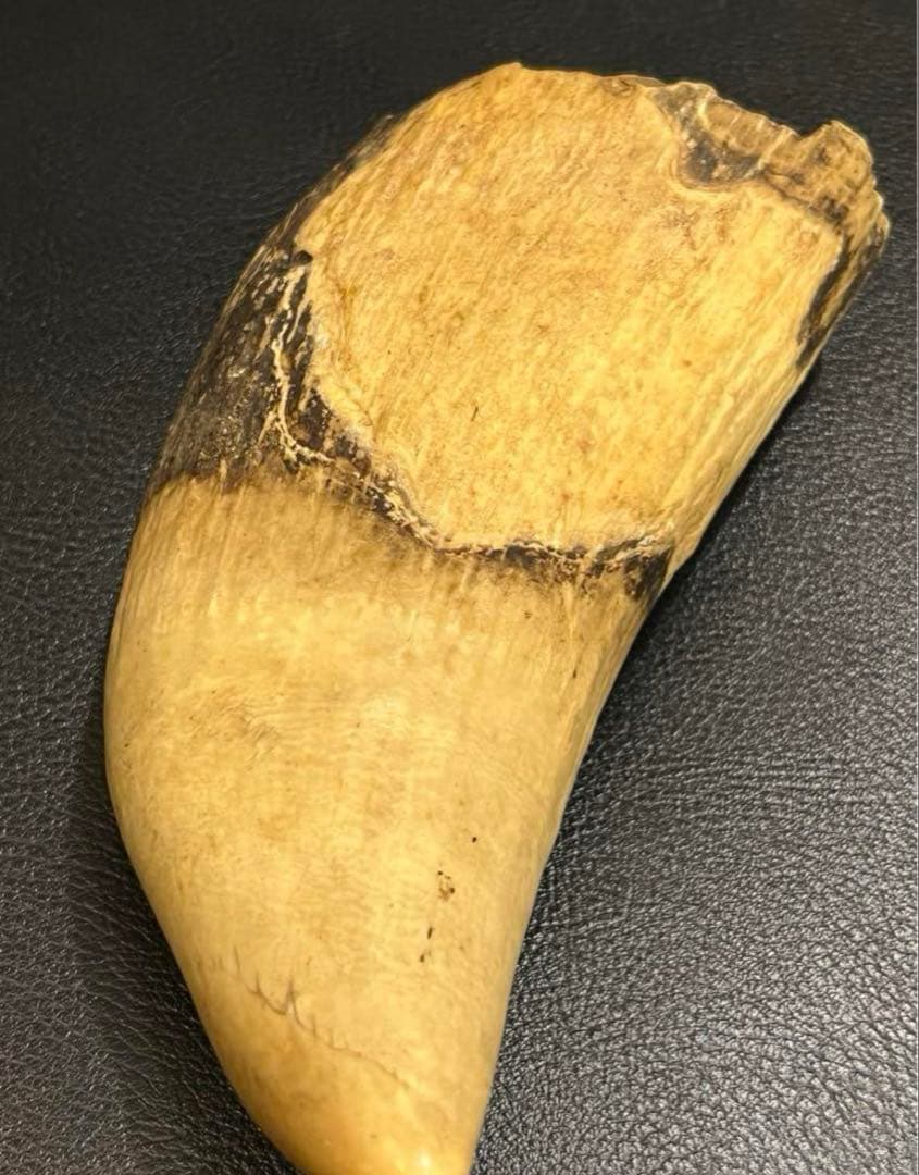 極上 抹香鯨 鯨歯 マッコウクジラの歯 彫刻材 根付