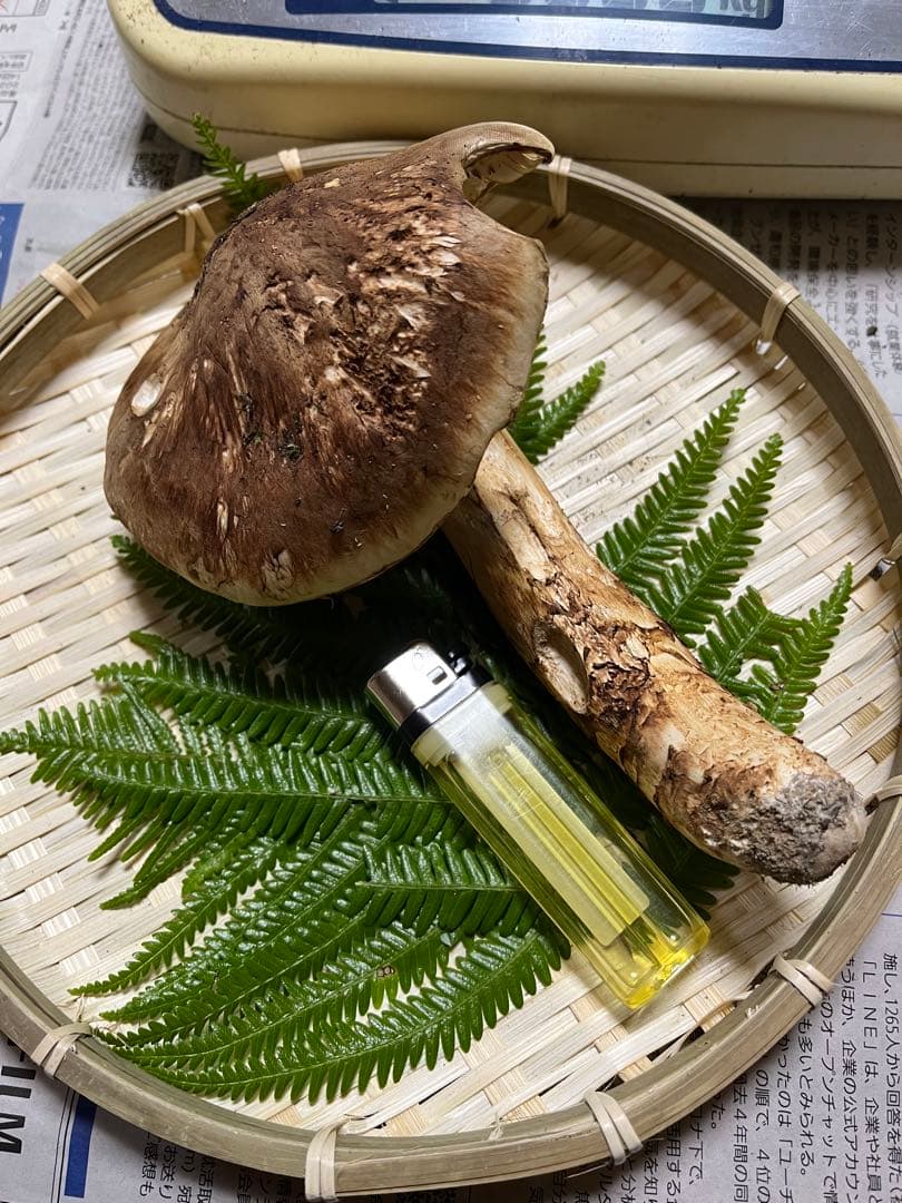 【coco17】大阪泉州産天然松茸採れたて「超ブサイクちゃん」1本100g