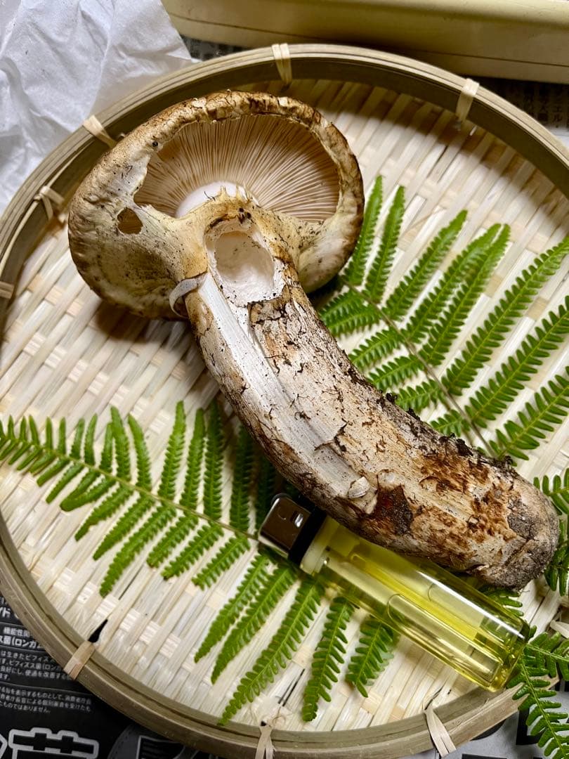 【coco17】大阪泉州産天然松茸採れたて「超ブサイクちゃん」1本100g