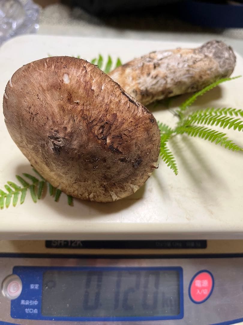 【coco17】大阪泉州産天然松茸採れたて「超ブサイクちゃん」1本100g