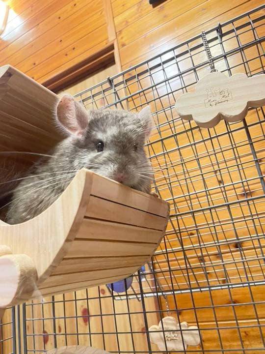チンチラハウス  月 moon 小動物用 可愛い