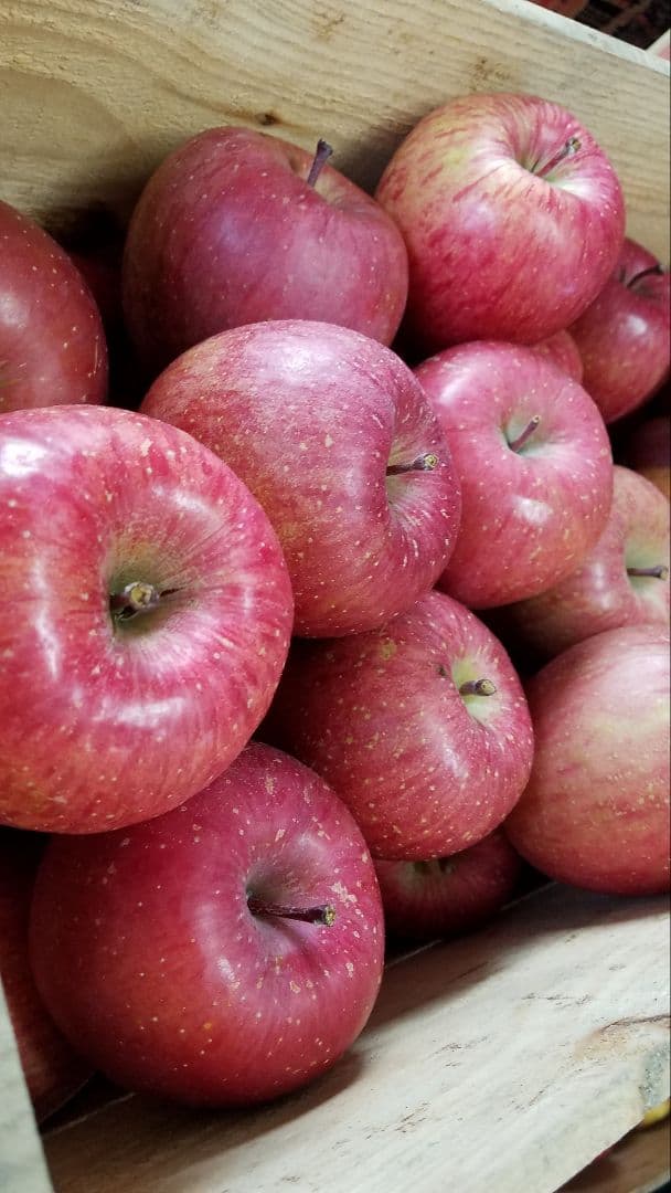 氷温冷蔵　　サンふじ　　家庭用１０kg