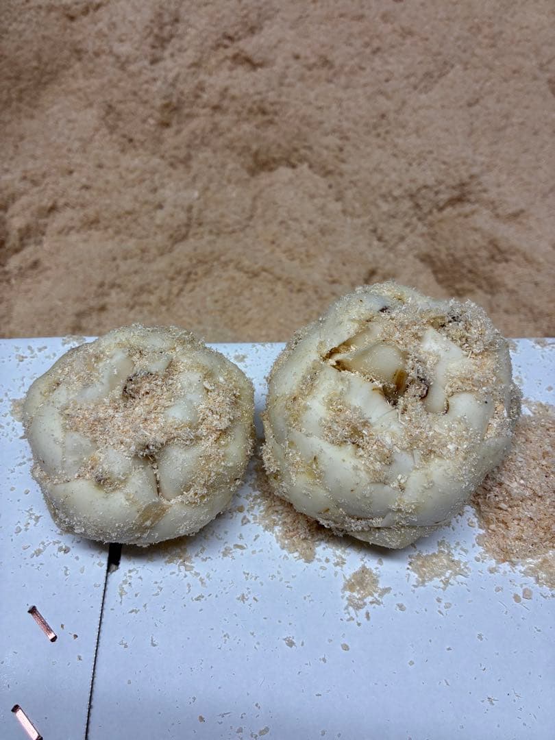 規格外百合根　10キロ　特価