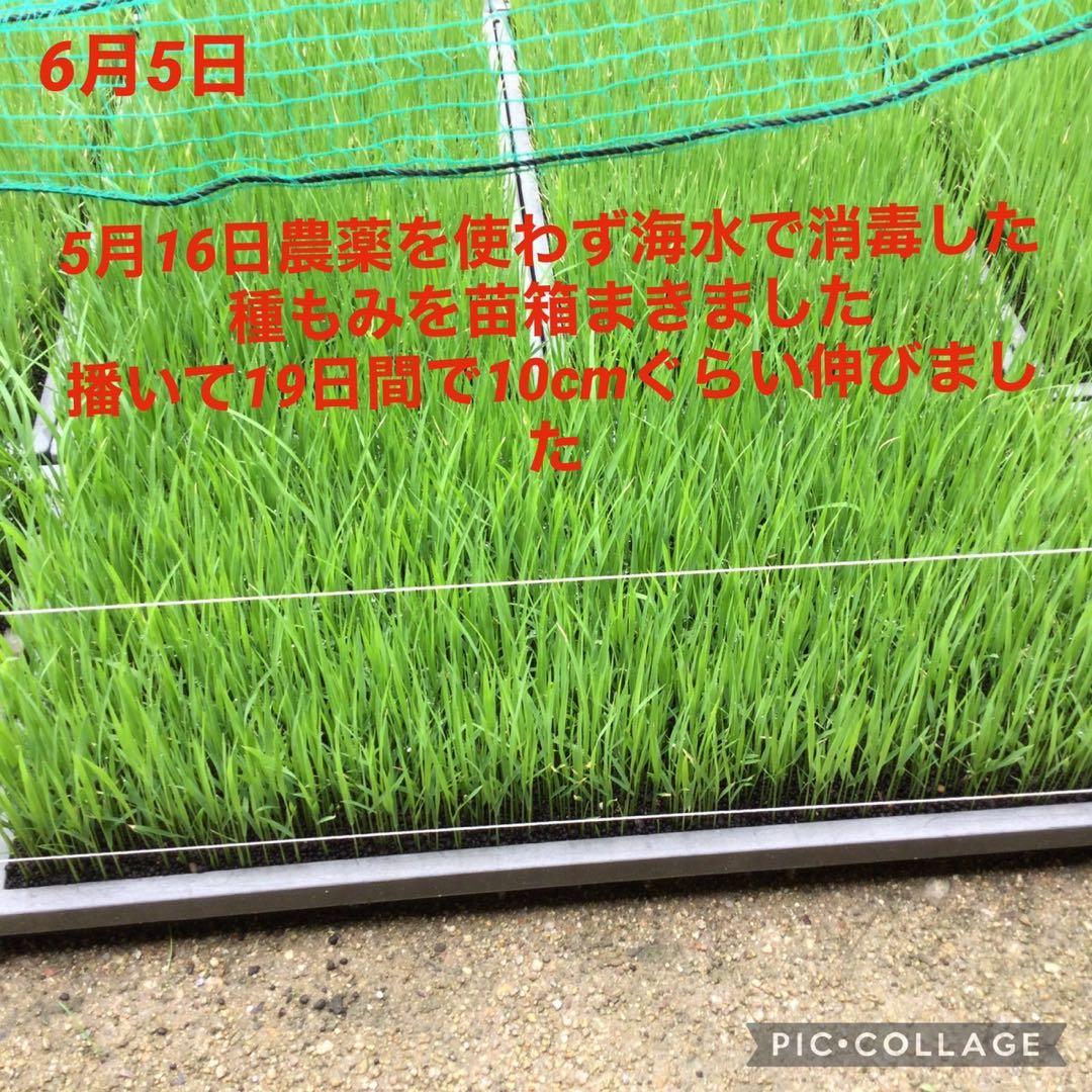 岡山県産　農薬、除草剤不使用　にこまる　玄米10㎏