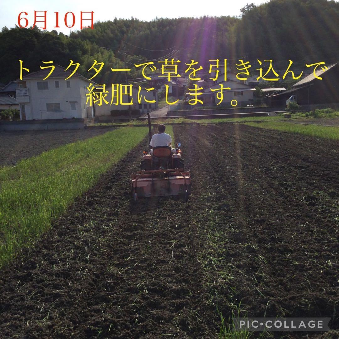 岡山県産　農薬、除草剤不使用　にこまる　玄米10㎏