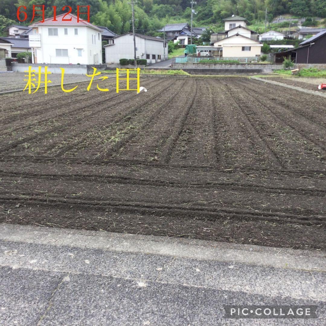 岡山県産　農薬、除草剤不使用　にこまる　玄米10㎏